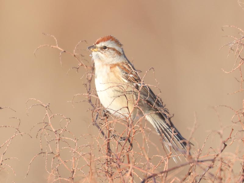 Mystery bird to be identified