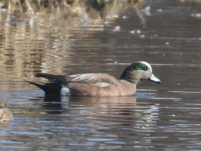 Mystery bird to be identified