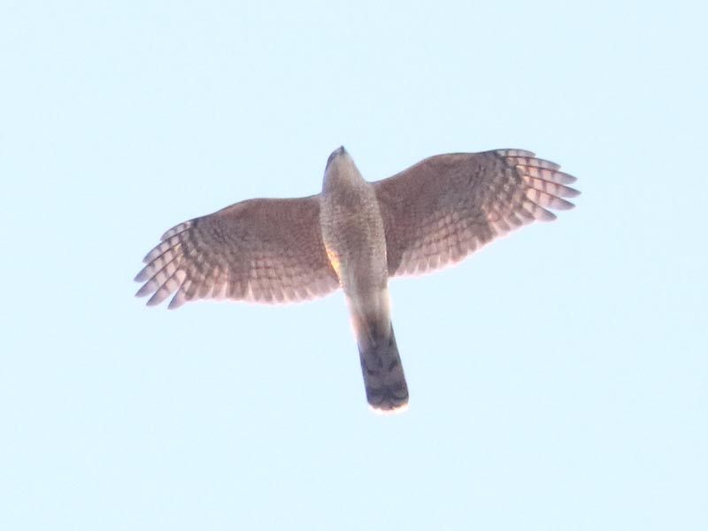 Mystery bird to be identified