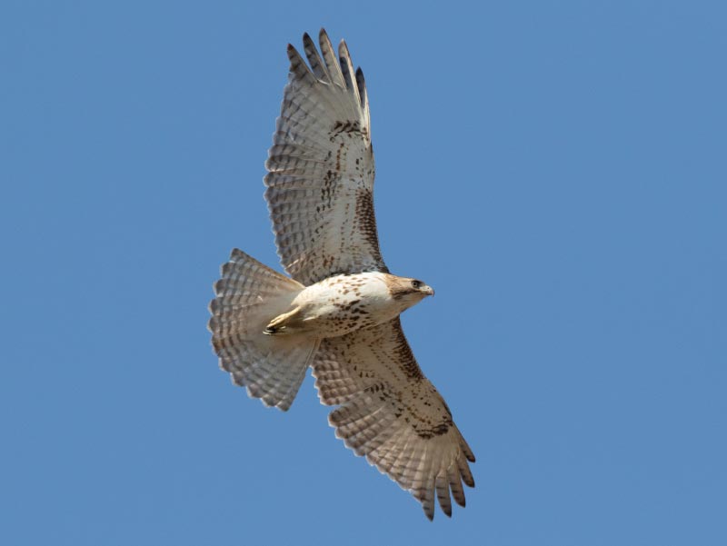 Mystery bird to be identified