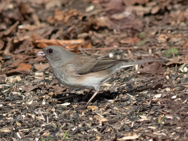 Mystery bird to be identified