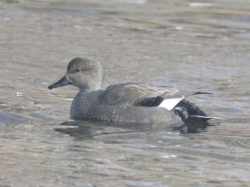 Mystery bird to be identified