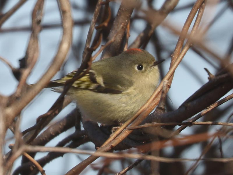 Mystery bird to be identified