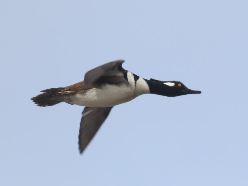 Mystery bird to be identified