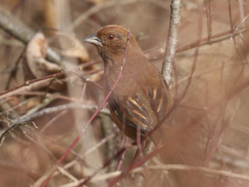 Mystery bird to be identified