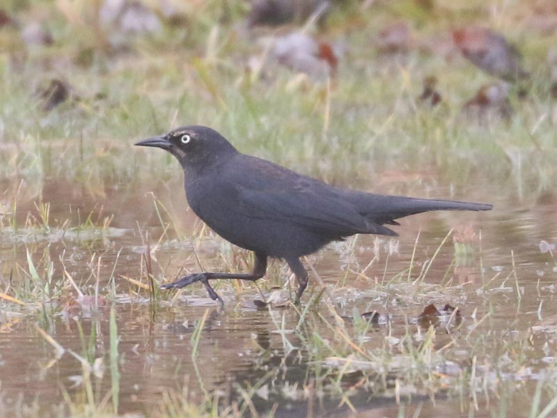 Mystery bird to be identified
