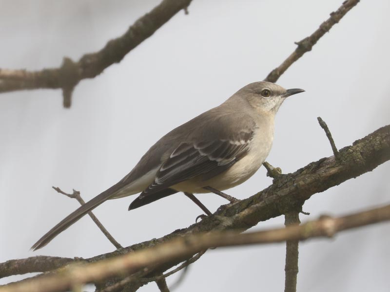 Mystery bird to be identified