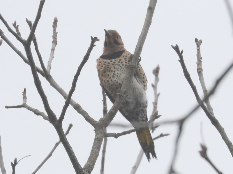 Mystery bird to be identified