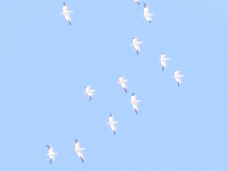 Mystery birds to be identified