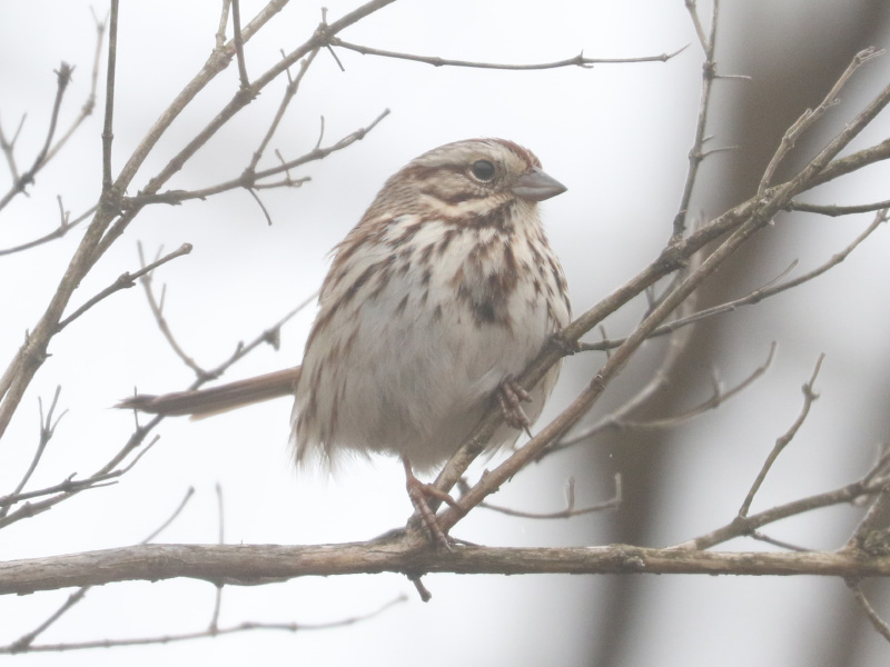 Mystery bird to be identified
