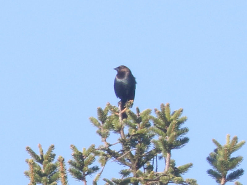 Mystery bird to be identified