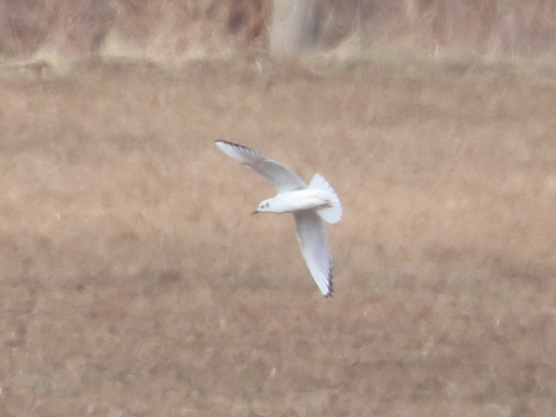 Mystery bird to be identified