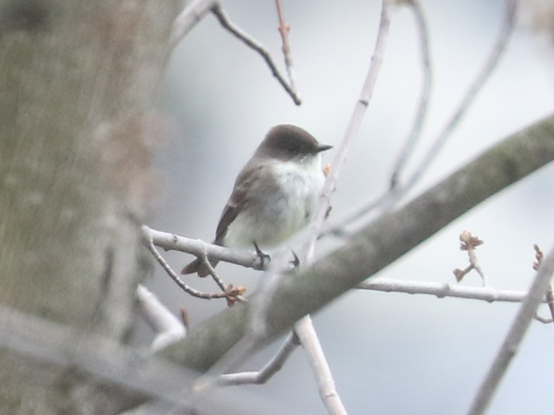 Mystery bird to be identified