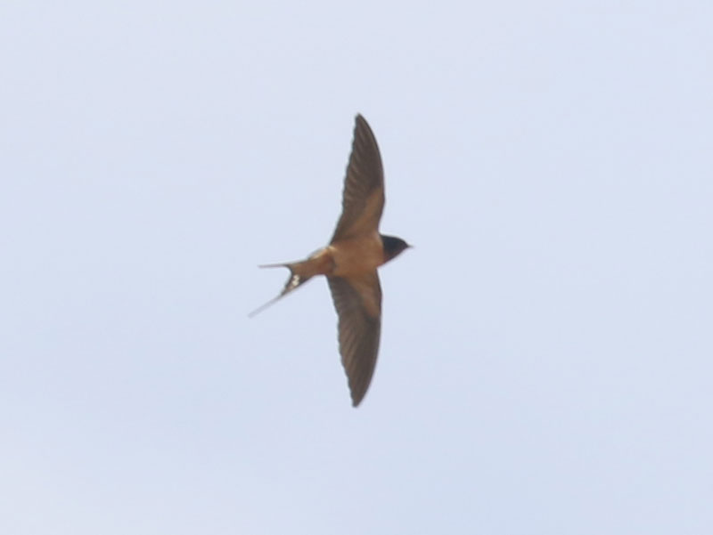 Mystery bird to be identified