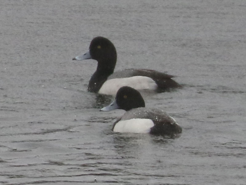 Mystery birds to be identified