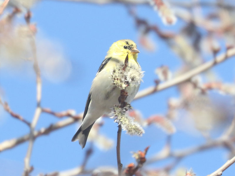 Mystery bird to be identified