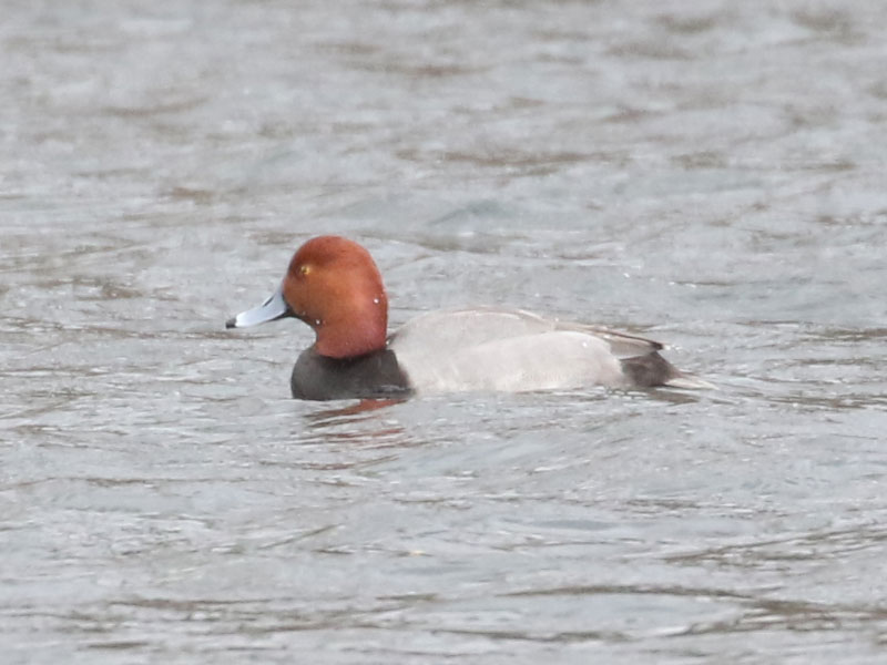 Mystery bird to be identified