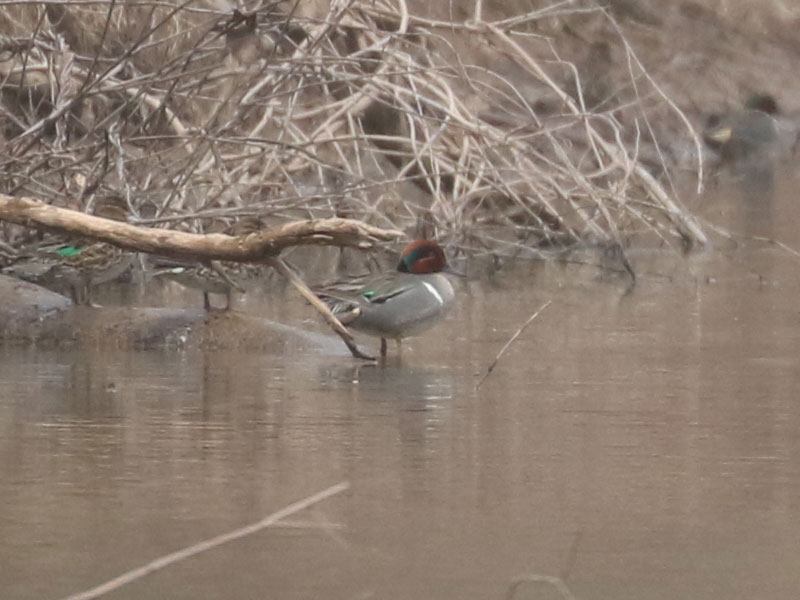Mystery bird to be identified