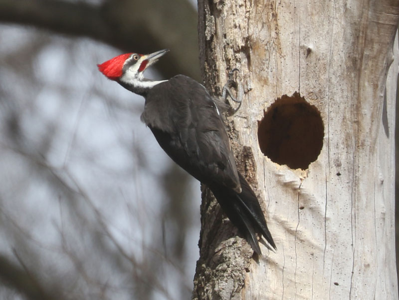 Mystery bird to be identified
