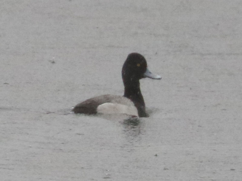 Mystery bird to be identified