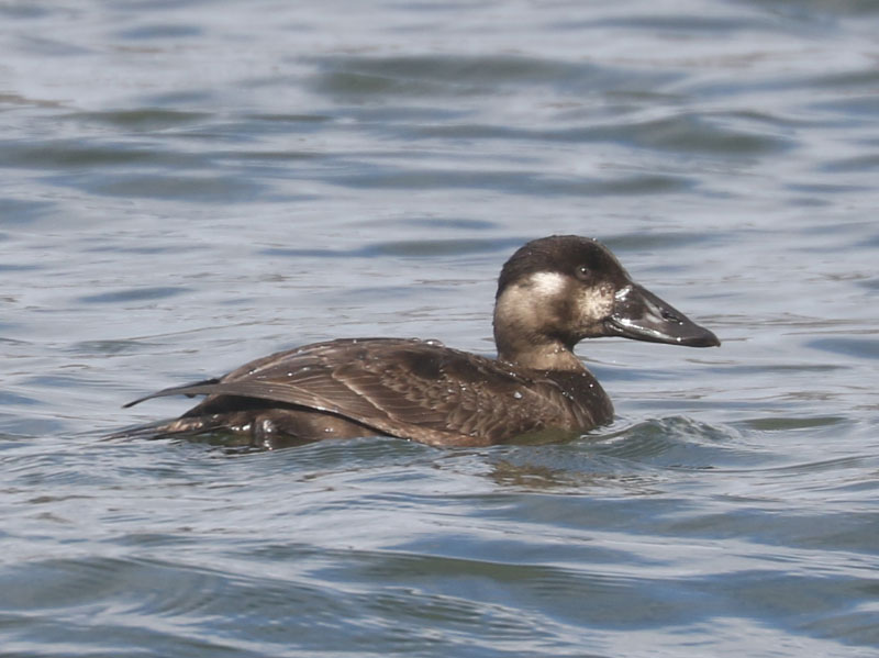 Mystery bird to be identified