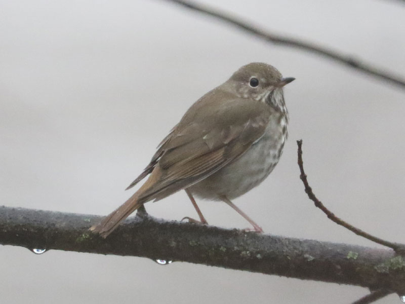 Mystery bird to be identified