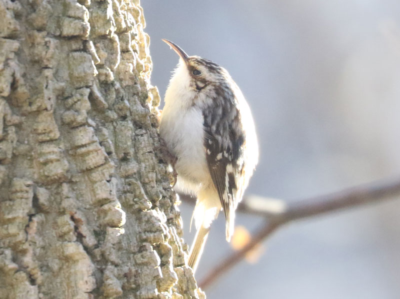 Mystery bird to be identified