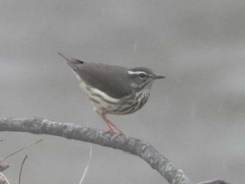 Mystery bird to be identified