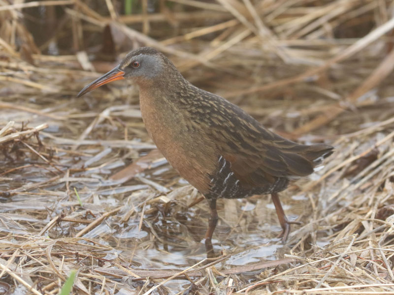 Mystery bird to be identified