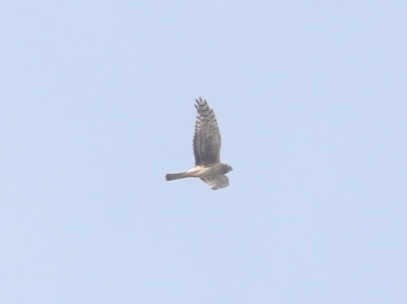 Mystery bird to be identified