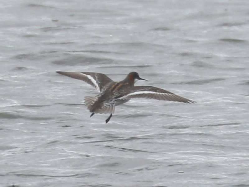 Mystery bird to be identified
