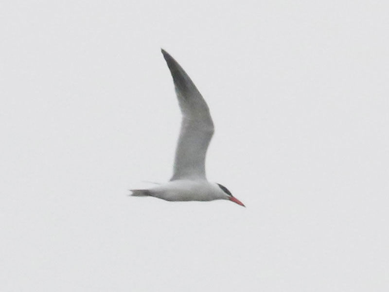 Mystery bird to be identified