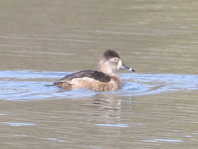 Mystery bird to be identified