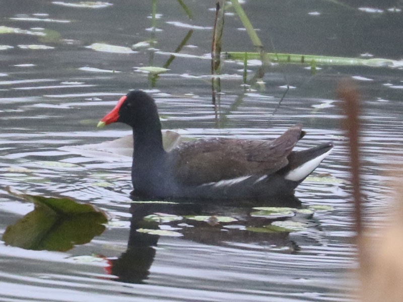 Mystery bird to be identified