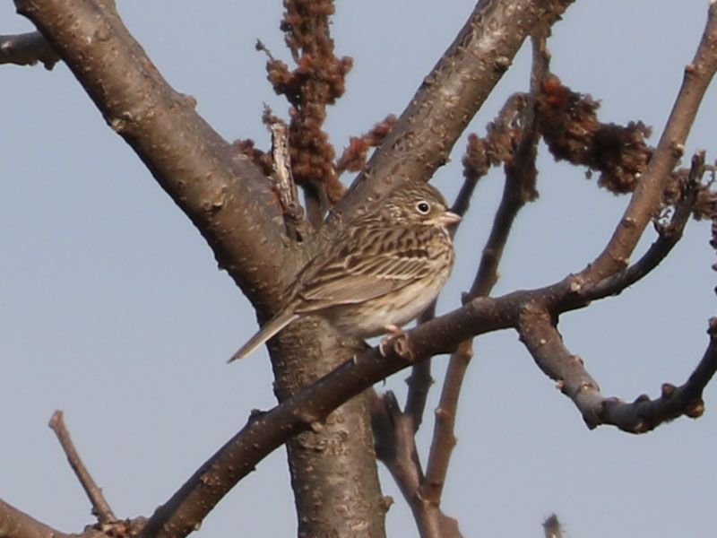 Mystery bird to be identified