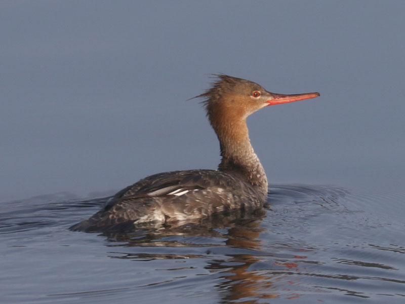 Mystery bird to be identified