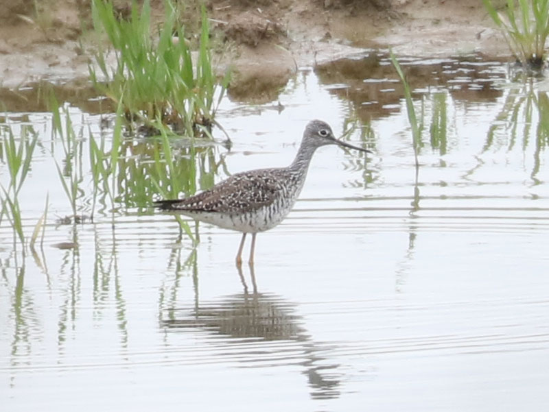 Mystery bird to be identified