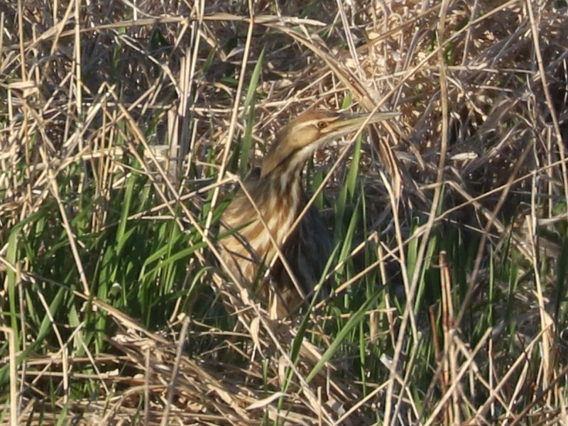 Mystery bird to be identified