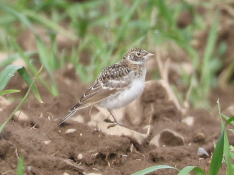 Mystery bird to be identified