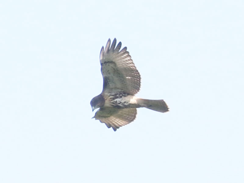 Mystery bird to be identified