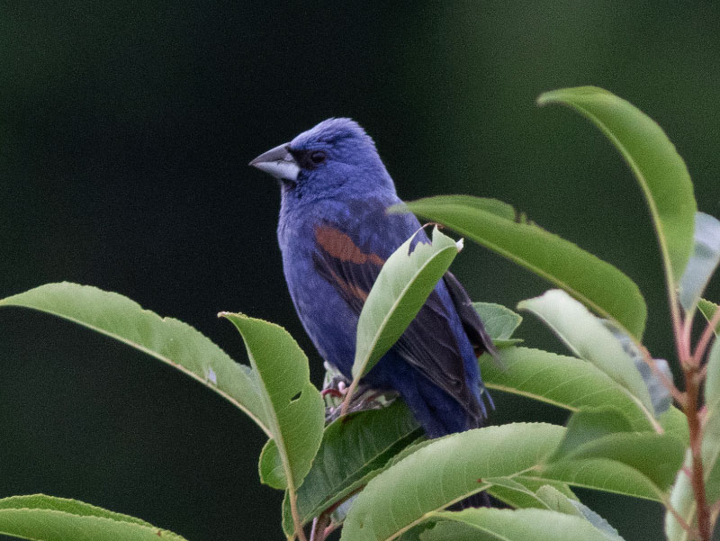 Mystery bird to be identified