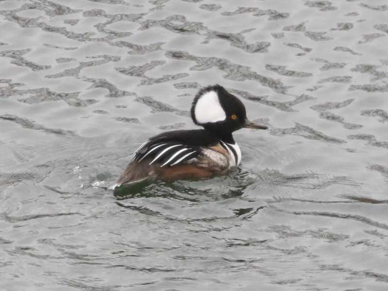 Mystery bird to be identified
