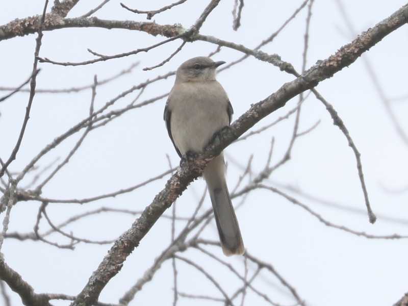 Mystery bird to be identified