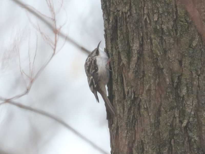 Mystery bird to be identified
