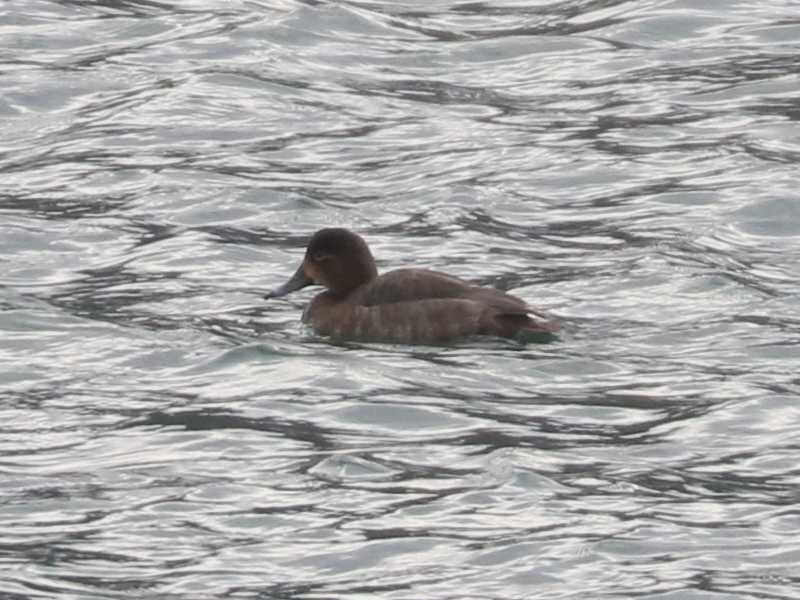 Mystery bird to be identified