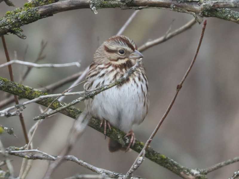 Mystery bird to be identified