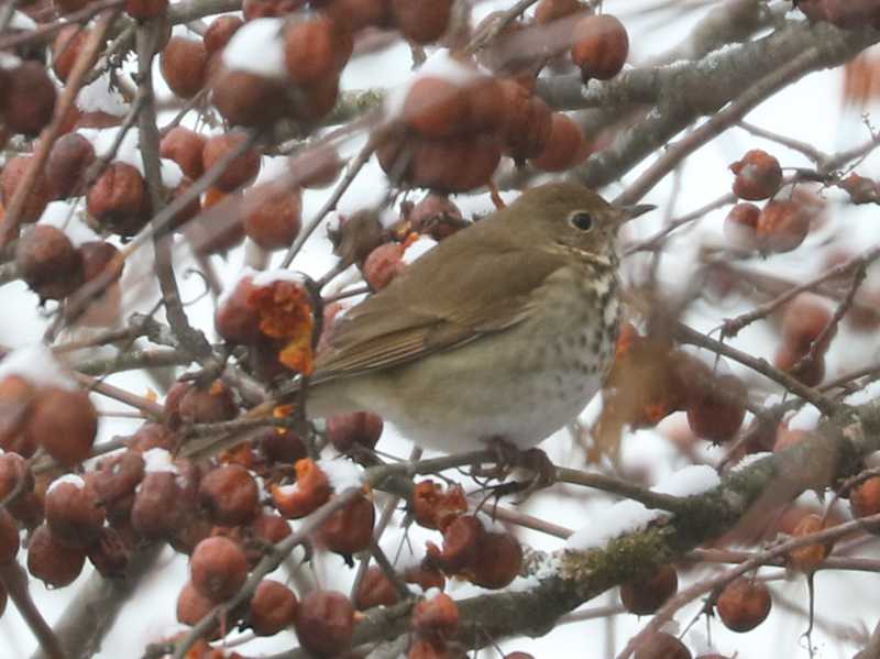 Mystery bird to be identified