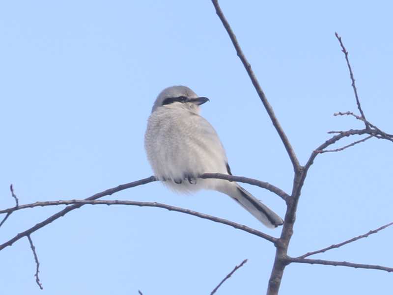 Mystery bird to be identified
