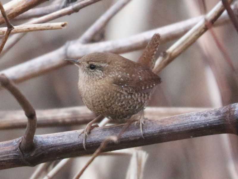 Mystery bird to be identified