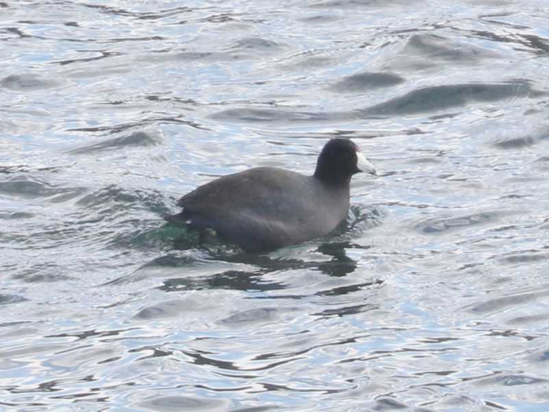 Mystery bird to be identified